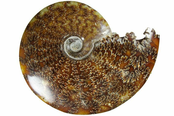 Polished Ammonite (Cleoniceras) Fossil - Madagascar #185502
